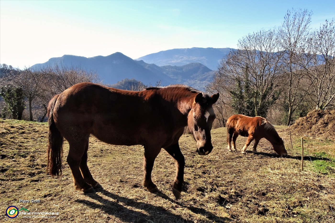 13 Catremerio, cavalli al pascolo.JPG